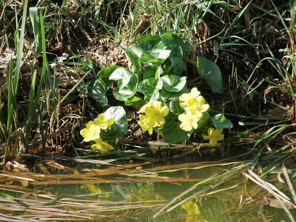 Bild vergrößern: Sumpfdotterblume