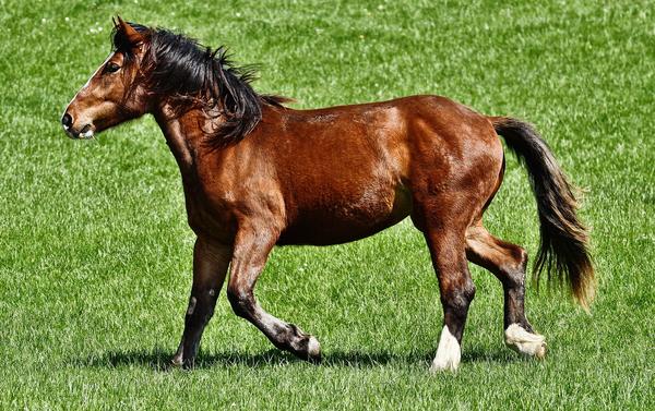 Bild vergrößern: Header  Reiten